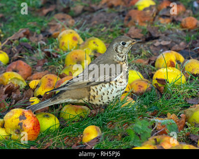 Mistle Thrush Turdus viscivorus alimentazione su caduto mele Foto Stock