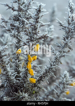 Ginestre in fiore in pieno inverno coperto di gelo e neve Foto Stock