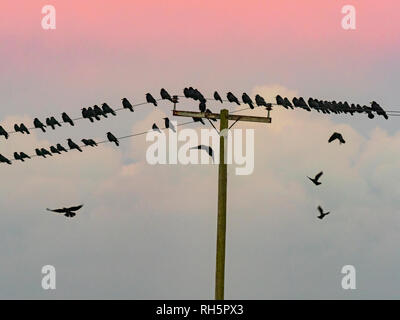 Rooks Corvus frugilegus anni prima sono ' appollaiati Tramonto Foto Stock