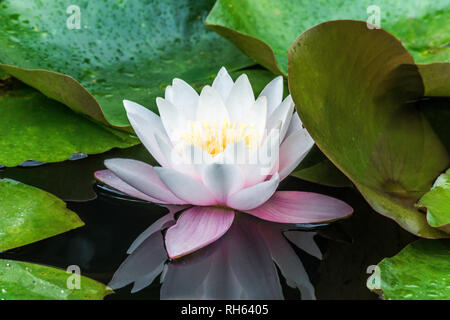 Luce rosa e bianco giglio d'acqua con foglie su un piccolo giardino lago dopo la pioggia, fiore di loto Foto Stock