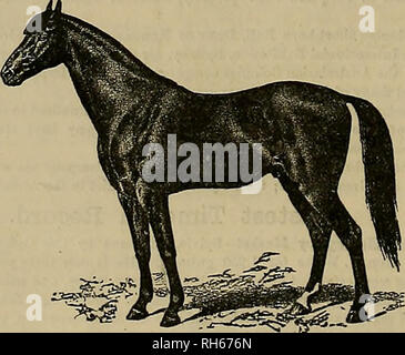 . Allevatore e sportivo. I cavalli. BOB MASON da ECHO. La sua diga Belle Mason da Belmont, purosangue. Echo bv Bysdyk's Hambletonian, la sua diga Fanny Felter da Magnolia (da divo americano). Belle Mason da Belmont (Williamson's). Prima diga, Lucy Johnson, dal pony (figlio di importati Leviathan). Seconda diga Catalpa, da Frank. Terza diga, da John Richards. Renderà la stagione del 1884 per un numero limitato di mares, al trotto di Oakland Park. Descrizione. BobMasonisa baia in mogano con interno di off hind aukle bianco e stella in fronte; sedici mani e pesa 1.100. Foaled Maggio 10th, 1879. Egli è di fi Foto Stock