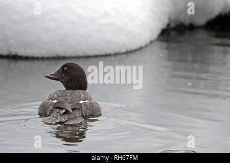 Femmina goldeneye comune su uno stagno nei primi mesi invernali. Yaak Valley nelle Purcell Mountains, Montana nord-occidentale. (Foto di Randy Beacham) Foto Stock