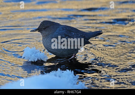 Immersione americana su un laghetto lungo il fiume Yaak durante temperature sotto zero nei primi mesi invernali. Yaak Valley, Montana. (Foto di Randy Beacham) Foto Stock