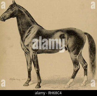 . Allevatore e sportivo. I cavalli. Vol. IV. No. 11. N° 508 MONTGOMERY STBEET SAN FRANCISCO, SABATO, MAR. 15, 1884. Da Buccaneer. Il rinvio dell'Arno vendita fino a quando la prossima settimana, il martedì è stato reso necessario dalle condizioni meteo sfavorevoli. Il numero di acquirenti che intendono dall'in- terior dello Stato, che hanno ispezionato il magazzino e dichiarato la loro intenzione di partecipare alla vendita, evidenzia il valore della forma e del pedigree che è caratteristica di tutti i cavalli per essere venduto. Presentiamo qui una lingua "ritratto" di Da Buccaneer, la cui morte è stata una delle cause principali che azionato Foto Stock