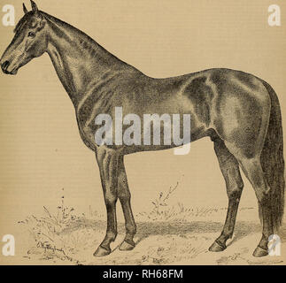 . Allevatore e sportivo. I cavalli. (4* VOL IV. No. 10. N° 508 MONTGOMERY STREET DI SAN FRANCISCO, SABATO, MAR. 8, 1884. STANFORD. Stanford, da Electioneer-Annie Lawrie. Per il suddetto ammirevole somiglianza e il nome del sire, Electioneer, vi è scarsa necessità di aggiungere più del sangue della diga di collocare questo giovane stallone in un ''buona luce." La rappresentazione è come quasi perfetta come può essere, e di precisare ulteriormente che egli è il miglior colore, una profonda baia, o quella tonalità di marrone che è visto in quelle con leggere sfumature di legno di palissandro, con gambe nero, la criniera e la coda, senza alcuna m bianca Foto Stock