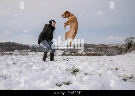 Cardiff, Galles, UK. Il 1 febbraio 2019. Talisker il cane le catture snowballs in Cardiff come temperature di congelamento colpire molto del Regno Unito durante un inverno freddo snap. Credito: Mark Hawkins/Alamy Live News Foto Stock