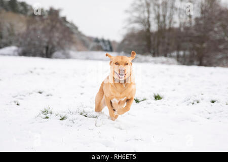 Cardiff, Galles, UK. Il 1 febbraio 2019. Talisker il cane ama la neve a Cardiff come temperature di congelamento colpire molto del Regno Unito durante un inverno freddo snap. Credito: Mark Hawkins/Alamy Live News Foto Stock