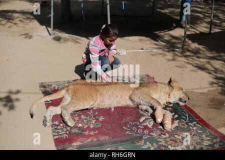 Rafah nella striscia di Gaza, la Palestina. 30 gen, 2019. Rafah city zoo sud della striscia di Gaza. Credito: Hassan Jedi/Quds Net News/ZUMA filo/Alamy Live News Foto Stock