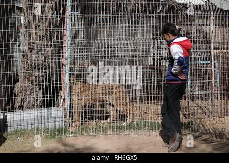 Rafah nella striscia di Gaza, la Palestina. 30 gen, 2019. Rafah city zoo sud della striscia di Gaza. Credito: Hassan Jedi/Quds Net News/ZUMA filo/Alamy Live News Foto Stock