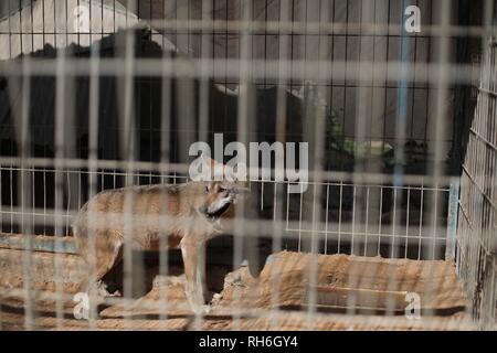 Rafah nella striscia di Gaza, la Palestina. 30 gen, 2019. Rafah city zoo sud della striscia di Gaza. Credito: Hassan Jedi/Quds Net News/ZUMA filo/Alamy Live News Foto Stock