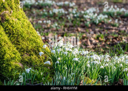 Lytham, Lancashire, Regno Unito. Il 1° febbraio 2019. Meteo news. Come molte parti del Regno Unito sono sotto la neve e il ghiaccio è una bella giornata inverni sulla costa di Fylde e il bucaneve sono in vigore a Lytham hall, nel Lancashire. Credito: Gary Telford/Alamy Live News Foto Stock