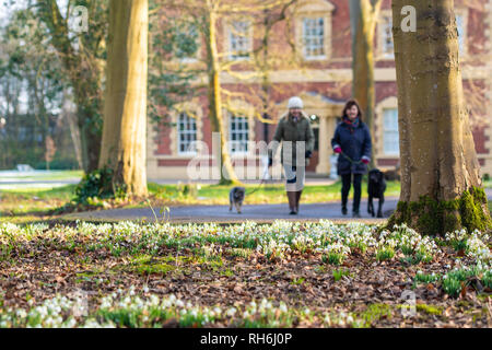 Lytham, Lancashire, Regno Unito. Il 1° febbraio 2019. Meteo news. Come molte parti del Regno Unito sono sotto la neve e il ghiaccio è una bella giornata inverni sulla costa di Fylde e il bucaneve sono in vigore a Lytham hall, nel Lancashire. Credito: Gary Telford/Alamy Live News Foto Stock