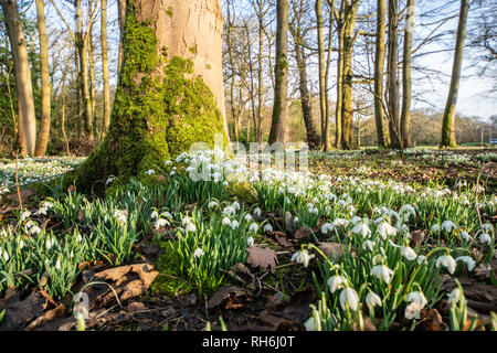 Lytham, Lancashire, Regno Unito. Il 1° febbraio 2019. Meteo news. Come molte parti del Regno Unito sono sotto la neve e il ghiaccio è una bella giornata inverni sulla costa di Fylde e il bucaneve sono in vigore a Lytham hall, nel Lancashire. Credito: Gary Telford/Alamy Live News Foto Stock