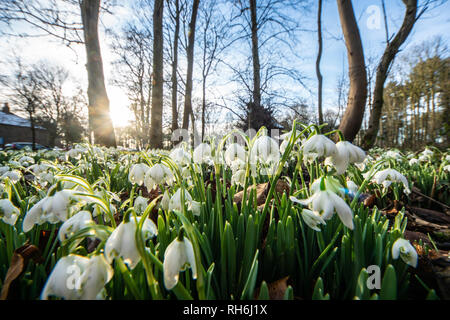 Lytham, Lancashire, Regno Unito. Il 1° febbraio 2019. Meteo news. Come molte parti del Regno Unito sono sotto la neve e il ghiaccio è una bella giornata inverni sulla costa di Fylde e il bucaneve sono in vigore a Lytham hall, nel Lancashire. Credito: Gary Telford/Alamy Live News Foto Stock