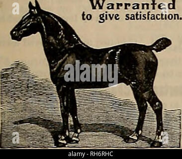 . Allevatore e sportivo. I cavalli. Sabato, 23 maggio 190S.] IL COSTITUTORE E SPORTIVO 15 l'Ufficio di presidenza di industria animale ha sijpped un cavallo afflitto da marsh febbre tutto il modo da Cheyenne a Washington, D. C, per effettuare uno studio attento della malattia. Il cavallo appartiene a R. S. Van fiocco e fu portato a Cheyenne diversi anni fa. La febbre di palude è una insolita malattia e ha più di una volta eluso il veterinar- ians in modo che la relazione di un pozzo devel- caso ciclomotore sul furgone infiorescenza staminifera ranch è stata immediatamente seguita da sforzi da parte del governo per avere il cavallo spedito a Washington per Foto Stock