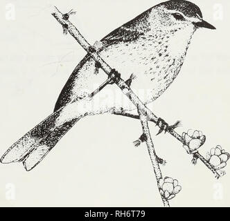 . Gli uccelli di allevamento di Ontario : nidiology e distribuzione. Gli uccelli; uccelli; uccelli. Palm trillo, Dendroica palmarum (Gmelin) Nidiology record 15 nidi in rappresentanza di 6 regioni provinciali. Razze di solito in zone umide, in abete o abete rosso/tamarack torbiere (11 nidi), paludi di abete rosso (2 nidi; Fig. 151), e un muskeg brulla area (1 nido). Nidi erano quasi sempre sul terreno, più spesso in hummocks di sphagnum moss (7 nidi), e occasionalmente in sedge hummocks (1 nido), in licheni (1 nido), e nel ripiano di una radice di un albero caduto (1 nido). I nidi sono stati spesso situato in prossimità o in corrispondenza delle basi delle piccole Foto Stock