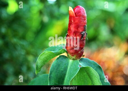 Pulsante rosso di zenzero Foto Stock