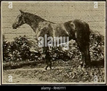 . Allevatore e sportivo. I cavalli. Montbaine REG. N° 48667 FIGLIO DI MOKO Sire di Futurity vincitori e sire della diga della mietitrice 2:01 Mondo Campione del trotto stallone. ( GEO. Documento WILKES 2:22 Sire di 83. Dighe di 204. ( BELLE PATCHEN 2:30% nel grande mare di covata elenco. Ho STRATHMORE 40S I Sire di 2 in 2:10. Dighe di è. L PRINCESS ETHEL Diga di Lady Ethel 2:24%. ( Signore Russell 4577 ) Sire di 34 nel 2:30. ( Tarda Diga di 3 in 2:30. ( BLACKMONT { figlio di Col. West 2579. ( MAVWOOD Diga di 2 nel tempo standard. MONTBAINE è un ricco mogano bay con entrambe le caviglie di cerva bianco e sorge 16 mani. Egli discende da M Foto Stock