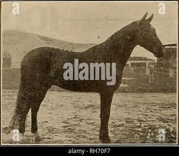 . Allevatore e sportivo. I cavalli. 16 IL COSTITUTORE E SPORTIVO [sabato 8 aprile. 1911.. Montbaine REG, No. 48667 MOKO Sire di Futurity vincitori e sire del darn della mietitrice 2:01 Mondo Campione del trotto stallone. MOKO 34457 Sire di 6 in 2:10, in- cluding Brenda Yorke 2:04%. Fereno 2:05%, nativo Belle 2:06%. Seta argento 2:08%, Susie N. 2:09i4. Vai- moko 2:10 e la diga del Harves- ter 2:01. KREM MARIE Diga di Maud Marie 2:16% Kremwold 2:24*4 Swamp ragazza 2:26% Krembel 2:23% barone documento Wilkes 2:18.. Sire di 12 nel 2:10 elenco e dighe di 4 in 2:10. ftl"EEX ETHEL Diga di gobbe 2:03% e 2 altri Foto Stock