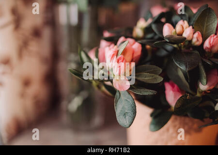 Blossom Pink azalea vasi da fiori in vendita nel negozio di fiori.Floral presente per l'evento.Rosa azalea in fiore nel giardino. Stagione di fioritura azalee Foto Stock