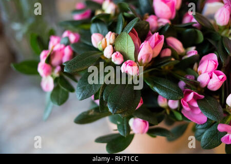 Blossom Pink azalea vasi da fiori in vendita nel negozio di fiori.Floral presente per l'evento.Rosa azalea in fiore nel giardino. Stagione di fioritura azalee Foto Stock