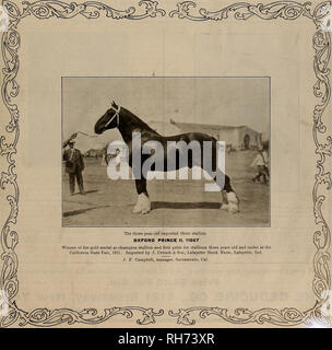 . Allevatore e sportivo. I cavalli. VOLUME LIX. No. 15. SAN FRANCISCO, Sabato, Ottobre 7, 1911. Abbonamento-$3.00 per anno A. Si prega di notare che queste immagini vengono estratte dalla pagina sottoposta a scansione di immagini che possono essere state migliorate digitalmente per la leggibilità - Colorazione e aspetto di queste illustrazioni potrebbero non perfettamente assomigliano al lavoro originale. San Francisco, California. : [S. n. ] Foto Stock