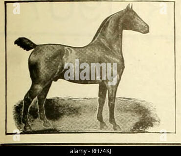 . Allevatore e sportivo. I cavalli. Sabato. Dicembre 29, 1906] IL COSTITUTORE E sportivo". Lo standard accettato rimedio veterinario Garantiamo che un tavolo- cucchiaio di Cau- stic Balsam produrrà più risultati effettivi che un intero bot- tle di qualsiasi pomata lenitiva o spavin curare miscela mai realizzato, Cavalieri leader di utilizzarlo. San Francisco. Cal., Gennaio 13, 1906. Il Lawrence-Williams Co- Cleveland, O.: Vi prego di inviarmi il vostro cavallo p pubblicità GOMBAULT caustico del balsamo. Tutti i principali cavalieri intorno a qui l'uso. e sono ben contento con il lavoro che essa svolge. THOMAS WELCH. Cavalieri conoscere il suo valore. Fresno. Ca Foto Stock