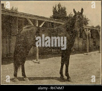 . Allevatore e sportivo. I cavalli. HEMET STOCK FATTORIAÂ Wilbur Lou 2:19i ^Vorld's Champion Yearling Colt trotto- ter. Stallone privato stalloni PER LA PUBBLICA SERYICE KINNEY LOU 2:071 GEO. W. McKINNEY 2:14i   più veloce stallone trotto sulla costa del Pacifico e sire di 4 Wilbur Lou 2:1934, campione yearling, ecc ecc. Costo: $75 per la stagione. Sire di argento d?ek 2:09*4 e 5 altri nell'elenco. Termini di pagamento del deposito contanti, con usuali privilegio di ritorno o di denaro restituito alla nostra opzione- buoni pascolo per le fattrici e il meglio della cura di tutte le fattrici inviata ai nostri stalloni, ma non sarà responsabile in caso di incidenti o di una fuga Foto Stock