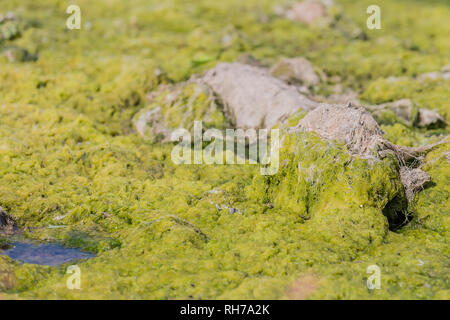 Acqua stagnante con la fioritura di alghe sulla superficie dell'acqua che circonda una pietra in un fiume in una giornata di sole Foto Stock