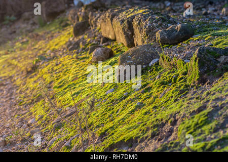 Bel primo piano del verde muschio sulle rocce, illuminato dai raggi solari Foto Stock