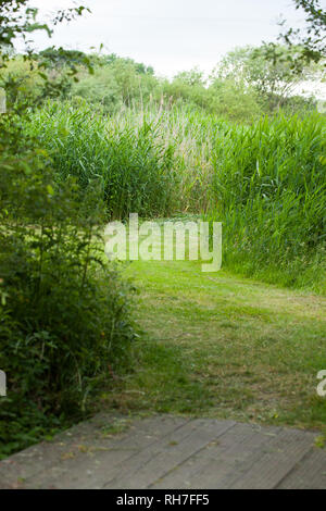 Giardino percorso attraverso erba alta Foto Stock