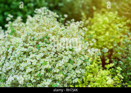 Soleyroliya-una bella piante erbacee perenni con piccole foglie sulle riprese di lunga durata. Foto Stock