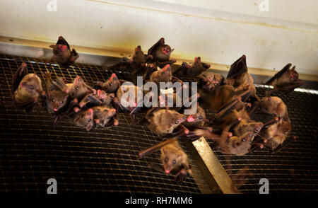 Pipistrelli di Paradise Wildlife Park, Hertfordshire, Inghilterra, Gran Bretagna Foto Stock