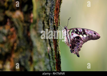 Coda di jay butterfly - Graphium agamennone Foto Stock