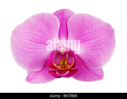 Uno viola orchid flower isolati su sfondo bianco Foto Stock