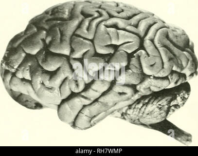 . Il cervello di scimmia all uomo; un contributo allo studio dell'evoluzione e sviluppo del cervello umano. Il cervello; evoluzione; Pongidae. 650 maggiore ANTHROPOIDS che queste strutture appaiono attenuate rispetto a quelle di ungu- tardive e carnivori. Ritraendo il bulbo olfattivo e tratto, gyrus rectus brousht è a vista così come il bordo mediale olfactorv fessura.. FIG. 294A. Emisfero sinistro del cervello. GORILLA. [Effettiva Lunghezza 123 mm/ un secondo personaggio importante della superficie basale è il rispetto dei nervi ottici e di tratti per il chiasm. La loro angolazione,come è il casethroug Foto Stock