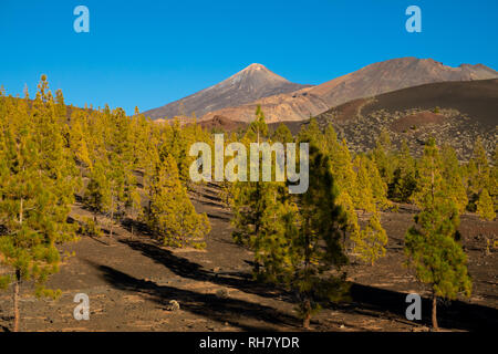 Pico Viejo e vulcano Teide crateri sopra i pini Foto Stock