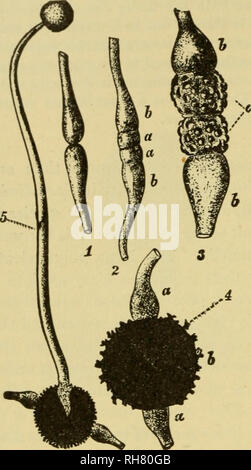 . La botanica della pianta vivente. La botanica; piante. 4i6 botanica della pianta vivente rami {progametangia), o dello stesso micelio (Sporodinia), o di distinti myceiia [Mucor stolonifer e altri Mucors), crescendo uno verso l'altro, incontrano al loro apici (Fig. 314). A partire dalla fine di ciascuna una cella di coniugazione o gaynetangium contenente protoplasma con molti nuclei è tagliata da una trans- versetto setto da sus basale- pensor. La loro apici appiattire, e il fusibile gametangia, la parete di separazione tra di essi viene assorbita. Molti i nuclei sono coinvolti ; questi il fusibile in coppie e il risultato sulla maturazione è un zygo Foto Stock