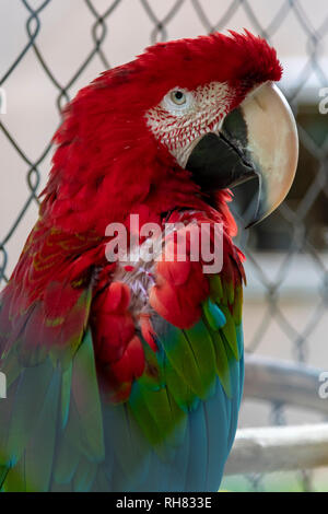 Naalehu, Hawaii - una ala verde macaw nome Buddy al Paradise Prati Orchard & Bee Farm su la Big Island delle Hawaii. Foto Stock