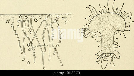 . La botanica della pianta vivente. La botanica. Fig. 212. ^ ^ Il polline-chicchi di frumento increspature (Agrostemma) che mostra numerose possibili punti di origine per il polline-tubi, ma un solo tubo che penetra in una volta sola una cella papillar della stigmatizzazione. B = una simile condizione in Malva (Malva), ma qui numerosi piccoli tubi sono formate per attacco. (Dopo Strasburger.) ( x 120.) con la cella umida-mura, mostra che essi sono anche positivamente idro- tropico (p. 128). Questi tre fattori sono efficaci nel decidere i. Fig. 213,- i granelli di polline germinato in un mezzo nutriente, sotto un coperchio in vetro, della quale il margine Foto Stock