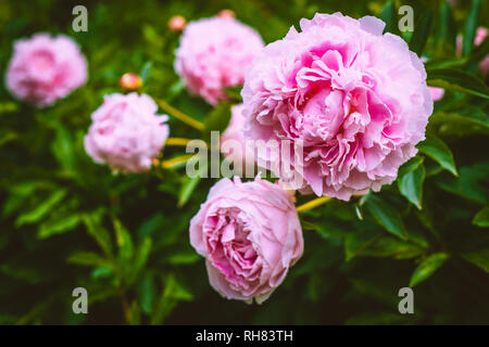 Peonia fiori in fiore in un giardino in Scozia Foto Stock