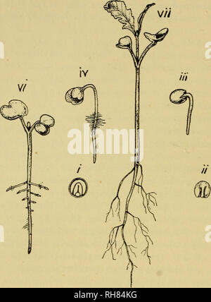 . La botanica della pianta vivente. La botanica; piante. 10 botanica della pianta vivente ed esposta alla luce. Essi si espandono come foglie verdi e aiutare la nutrizione. In tal modo nel Charlock il seme-lascia servire prima per storage e successivamente per effettuare la nutrizione. Non è una cosa insolita in impianti per una parte di servire più di uno scopo, a volte simultaneamente, a volte in successione.. Si prega di notare che queste immagini vengono estratte dalla pagina sottoposta a scansione di immagini che possono essere state migliorate digitalmente per la leggibilità - Colorazione e aspetto di queste illustrazioni potrebbero non perfettamente assomigliano al ori Foto Stock