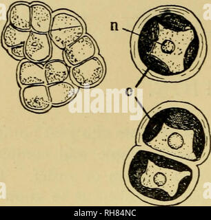 . La botanica della pianta vivente. La botanica; piante. La botanica della pianta vivente D. Fig. i. Cellule di Pleurococcus Naegelii. Chod. Fortemente ingrandita, la polvere si vede sono costituiti da singole cellule sferiche, o gruppi di cellule (Fig. i). Ciascuna di queste cellule è un singolo impianto, e si moltiplica per divisione. I risultati di tali divisioni ripetute possono rimanere per un tempo coerente, formando gruppi di numero variabile. Ma finalmente hanno separato, e ogni singola cella può continuare la sua vita come un distinto organismo unicellulare. Esso è chiamato Pleurococcus Naegelii. Esso può essere tenuto a prendere una posizione bassa in sca Foto Stock