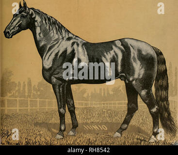 . Allevatore e sportivo. I cavalli. SAN FRANCISCO. Sabato, sept. 27, 1890. Abbonamento cinque DOLLAB8 un tè.. La STALLION ELECTIONEER JUNIO, 2:22. Proprietà Br S. N. SIRATJBE, POPLAR GROVE ALLEVAMENTO.. Si prega di notare che queste immagini vengono estratte dalla pagina sottoposta a scansione di immagini che possono essere state migliorate digitalmente per la leggibilità - Colorazione e aspetto di queste illustrazioni potrebbero non perfettamente assomigliano al lavoro originale. San Francisco, California. : [S. n. ] Foto Stock