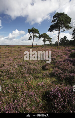 Pino silvestre Pinus sylvestris sulla brughiera accanto alla A35 vicino a raschiare il fondo di New Forest National Park Hampshire REGNO UNITO Inghilterra Agosto 2012 Foto Stock