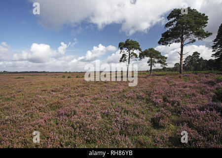 Pino silvestre Pinus sylvestris sulla brughiera accanto alla A35 vicino a raschiare il fondo di New Forest National Park Hampshire REGNO UNITO Inghilterra Agosto 2012 Foto Stock