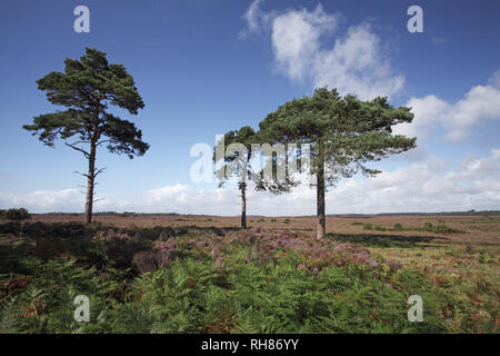 Pino silvestre Pinus sylvestris sulla brughiera accanto alla A35 vicino a raschiare il fondo di New Forest National Park Hampshire REGNO UNITO Inghilterra Agosto 2012 Foto Stock