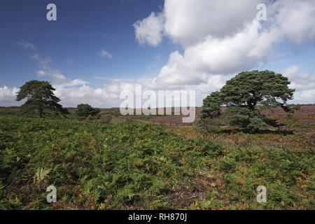 Pino silvestre su brughiera a raschiare il fondo di New Forest National Park Hampshire REGNO UNITO Inghilterra Agosto 2012 Foto Stock