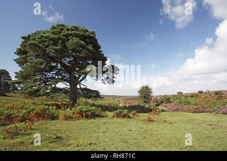 Pino silvestre su brughiera a raschiare il fondo di New Forest National Park Hampshire REGNO UNITO Inghilterra Agosto 2012 Foto Stock