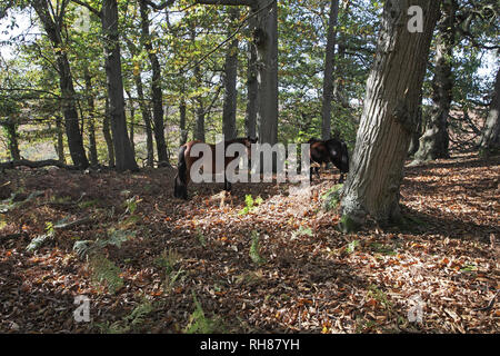 New Forest pony in Backley Inclosure New Forest National Park Hampshire England Regno Unito Foto Stock